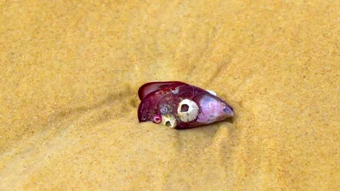Purple pink seashell resting on tropical sandy beach shoreline Brazil today. Stock Footage 340452892