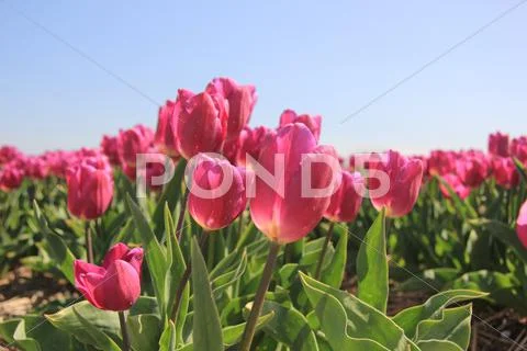 Purple pink tulips in the sunlight Stock Photos