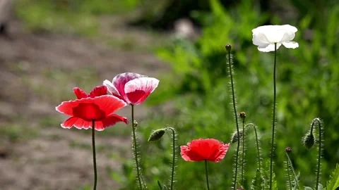 Purple, pink, white, red, different – poppy. Stock Footage 90840502