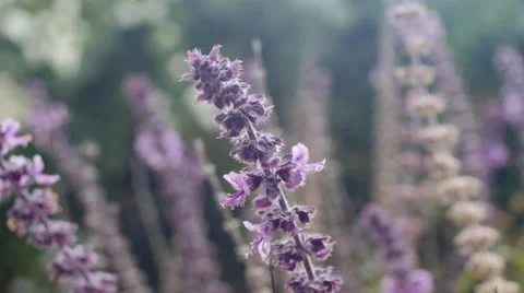 Purple plant- close up Stock Footage 45672609