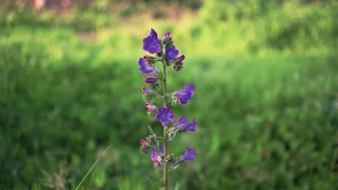 Purple Plant Stock Footage 150463629