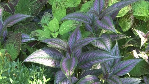 Purple Plants Video stock 98843473