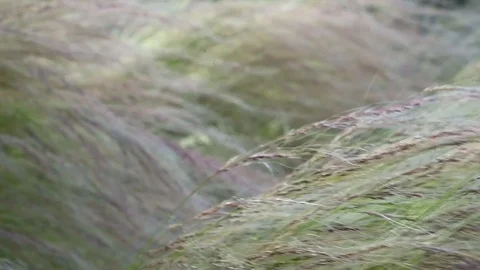 Purple plants moving 動画素材 128649305