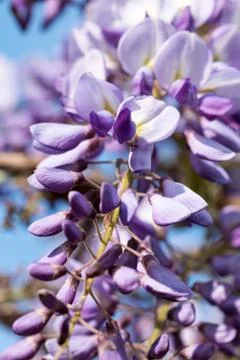 Purple plants Stock Photos