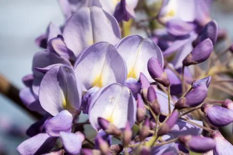 Purple plants Stock Photos