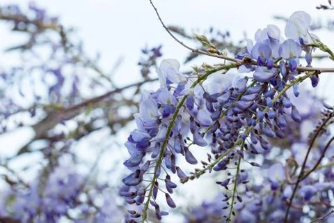 Purple plants Stock Photos