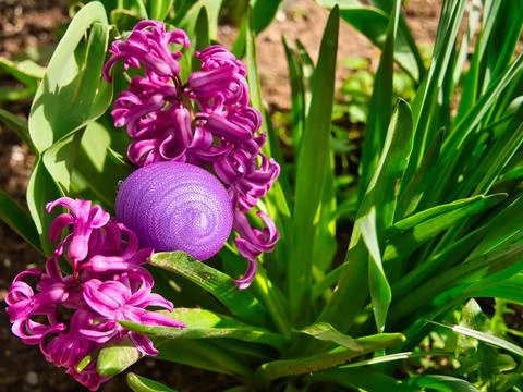 Purple plastic nylon Easter egg hidden between hyacinth 写真素材