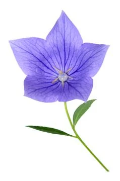 Purple Platycodon Stock Photos