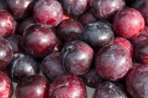 Purple Plum Background Stock Photos