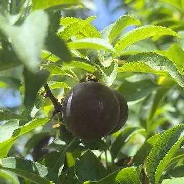 Purple plum 库存照片