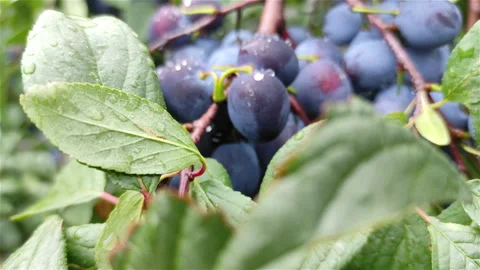 Purple plums on branch with dew drops growing tree  close up panning shot Stock Footage 160194963