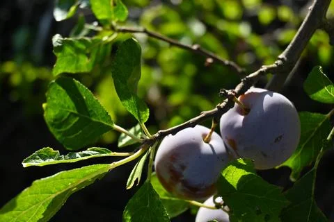 Purple plums growing on a fruit tree branch Stock Photos