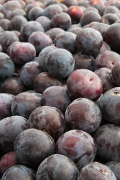 Purple plums Stock Photos