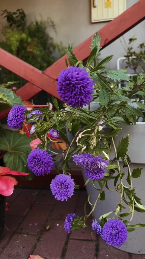 Purple pompon aster flowers in a pot outdoors, vertical video Stock Footage 328312907
