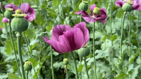 Purple Poppies Bloom Stock Footage 313657405