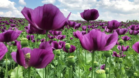 Purple poppy field Stock Footage
