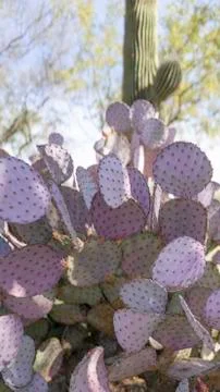 Purple Prick 스톡 사진