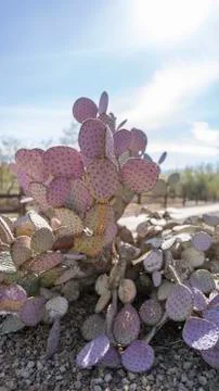 Purple Prick  스톡 사진