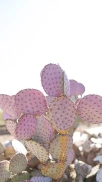 Purple Prick  스톡 사진