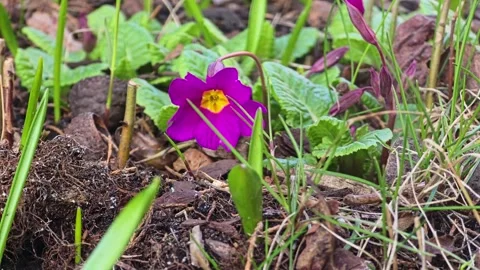 Purple primrose flower blooming in spring garden close up Stock Footage 332162653