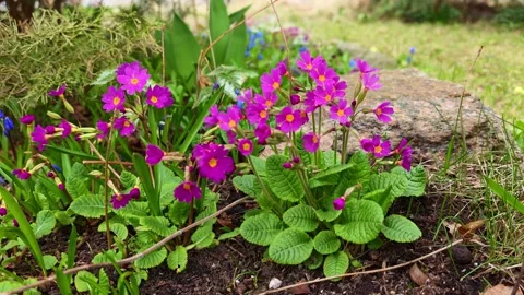 Purple Primrose Flowers Close Up Stock Footage 332751753