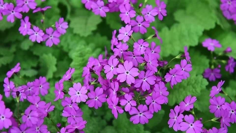 Purple primrose swaying in the wind, close up. Stock Footage 165488149