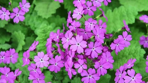 Purple primrose swaying in the wind, close up. Video stock 165488209