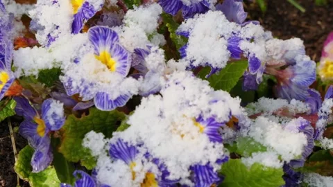 Purple primrose under snow. Spring primroses in a garden Stock Footage 328121393
