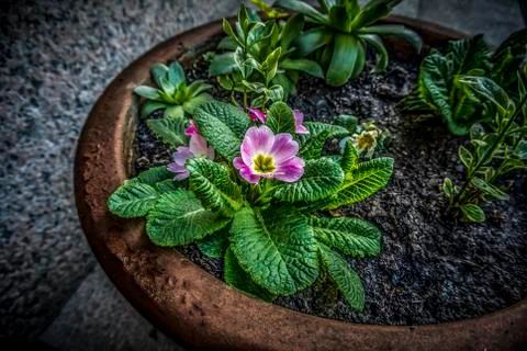 Purple Primula Foto stock