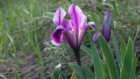 Purple Pygmy iris or Dwarf iris. Vídeos de archivo 163423129