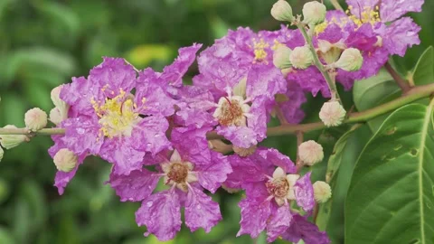 Purple Queen’s Crape Myrtle Flowers Covered With Rain Drops 스톡 동영상 335509475