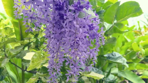 Purple queen's wreath inside the flower exotic garden Stock Footage 332948129