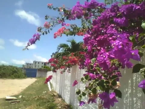 Purple, red and orange spring flowers on a wall, very beautiful! Stock Footage 162683246