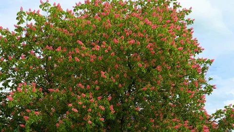 A purple, red flowering chestnut tree in the spring Stock Footage 129706656