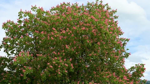 A purple, red flowering chestnut tree in the spring Stock Footage 129706661