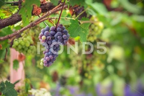 Purple Red Grapes With Green Leaves On The Vine. Fresh Fruits