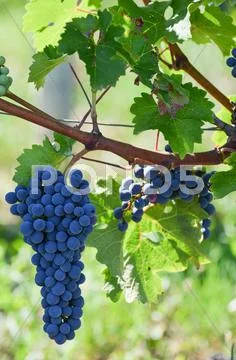 Purple Red Grapes With Green Leaves On The Vine.