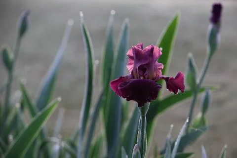Purple red iris in the dawn light Stock Photos