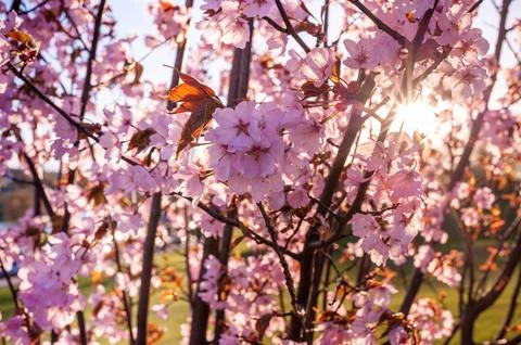 Purple Red Sakura Tree in Sunset Light. Blurry Background. Stock Photos
