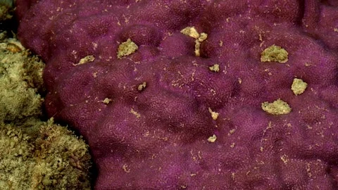 Purple Reef Surface Covered with Natural Bubble Pattern Видео 338370445