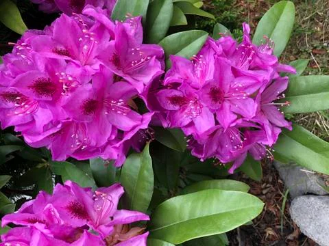 Purple rhododendron bloom Stock Photos