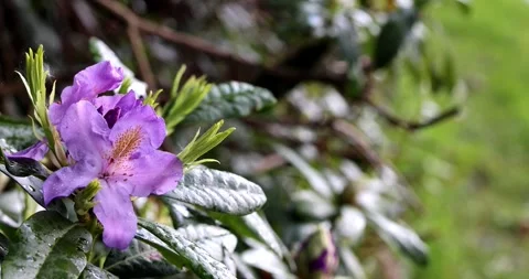 Purple rhododendron Stock Footage 241166203