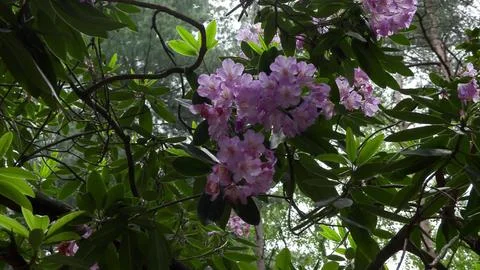 Purple rhododendron Stock Photos