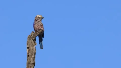 Purple Roller bird perches on tree branch in strong wind, isolated Stock Footage 342671317