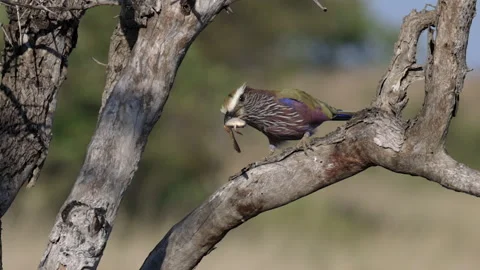 Purple Roller with frog in beak strikes prey repeatedly against branch Stock Footage 342091559