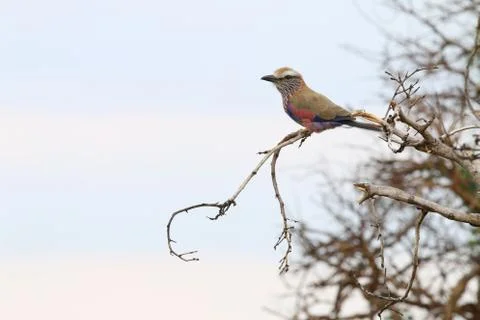 Purple roller sits on a dry tree branch, against a blue sky Stock Photos