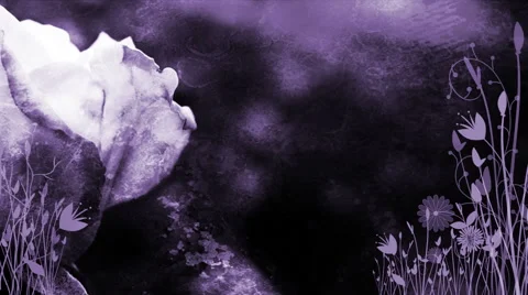 Purple Rose 1080  background Stock Footage 50671245