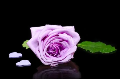 Purple Rose on a black background with reflection 스톡 사진