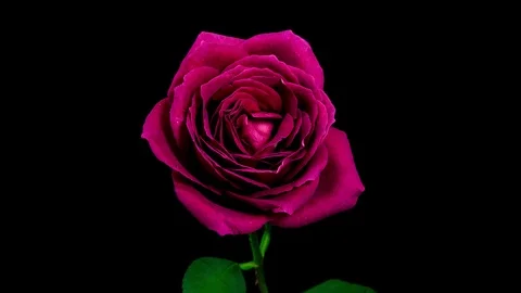Purple Rose Blooming Timelapse Stock Footage 88840002