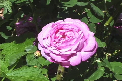 Purple Rose CU Stock Footage 289972